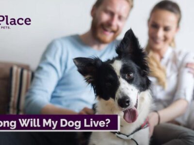 Questions by Dog Owners