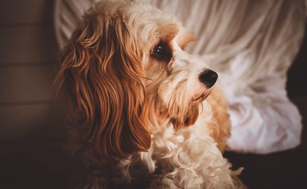 Why Do Female Pet Dogs Hump