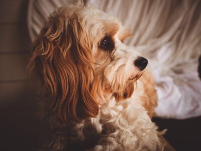Why Do Female Pet Dogs Hump