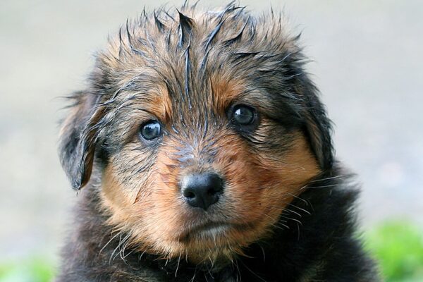 Dog Shampoo and Conditioner