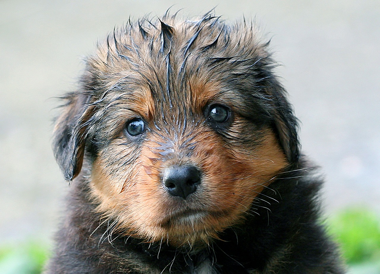 Dog Shampoo and Conditioner